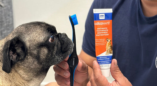 The Future of Pet Dental Care: Enzymatic Innovations Explained