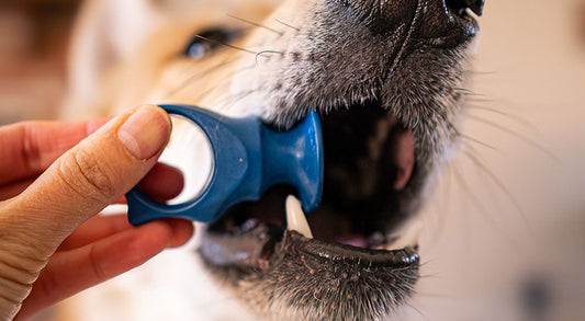 How to Use a BiteBlock to Stop Your Dog from Chomping the Brush