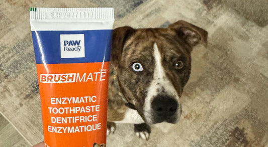 The 5 Most Common Mistakes When Brushing Your Dog’s Teeth