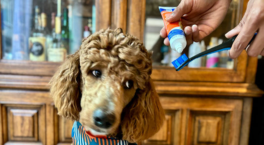 The Complete Beginner’s Guide to Dog Dental Care