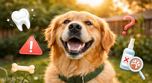 Top 10 Pet Dental Myths You Should Stop Believing