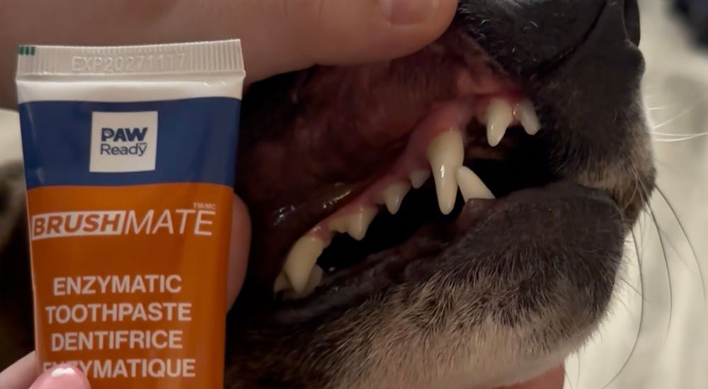 Ultimate Guide to Brushing Your Dog's Teeth