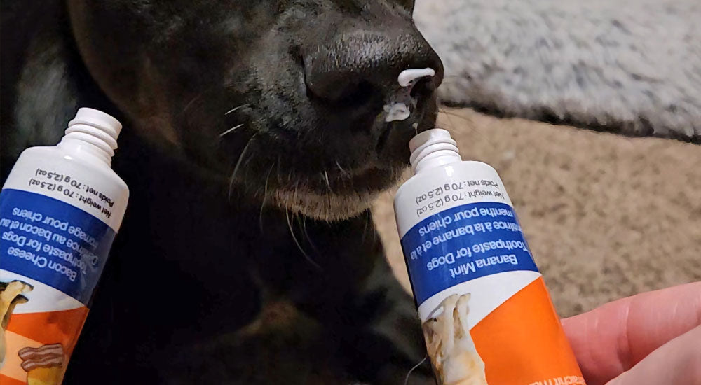 What Makes the Best Enzymatic Dog Toothpaste? Ingredients That Actually Work