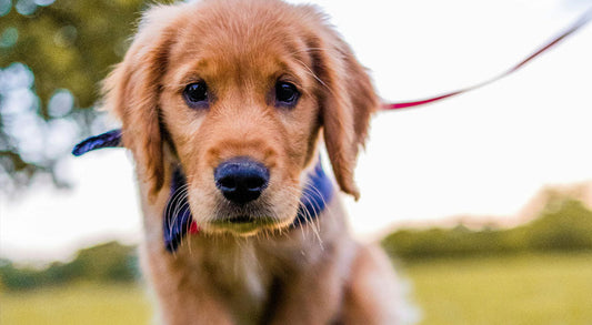When can I take my puppy for walks or to the park?