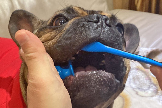 The 5 Most Common Mistakes When Brushing Your Dog’s Teeth