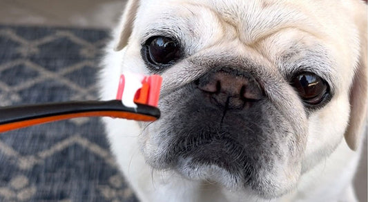 Why Dental Care Should Be Part of Every Dog's Grooming Routine