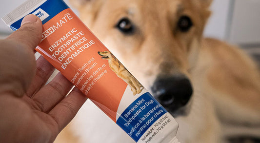 Why Enzymatic Toothpaste is the "Cheat Code" for Dog Dental Health