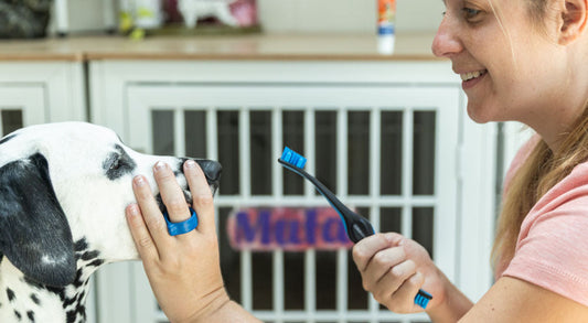 Why Traditional Dog Brushes Fail (and How the BrushMate Fixes It)
