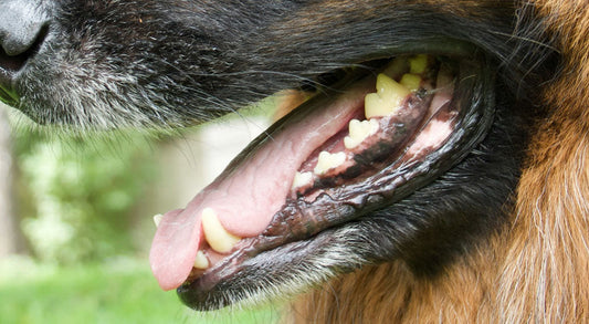 Does My Dog Need Dental Care? Here’s Why It’s Essential