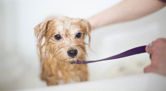 Grooming Tips for Nervous Dogs