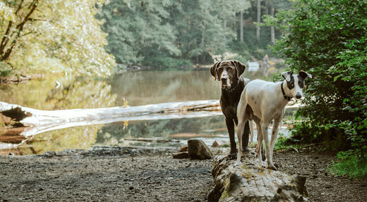 Understanding Heartworm in Dogs: What Every Pet Owner Needs to Know