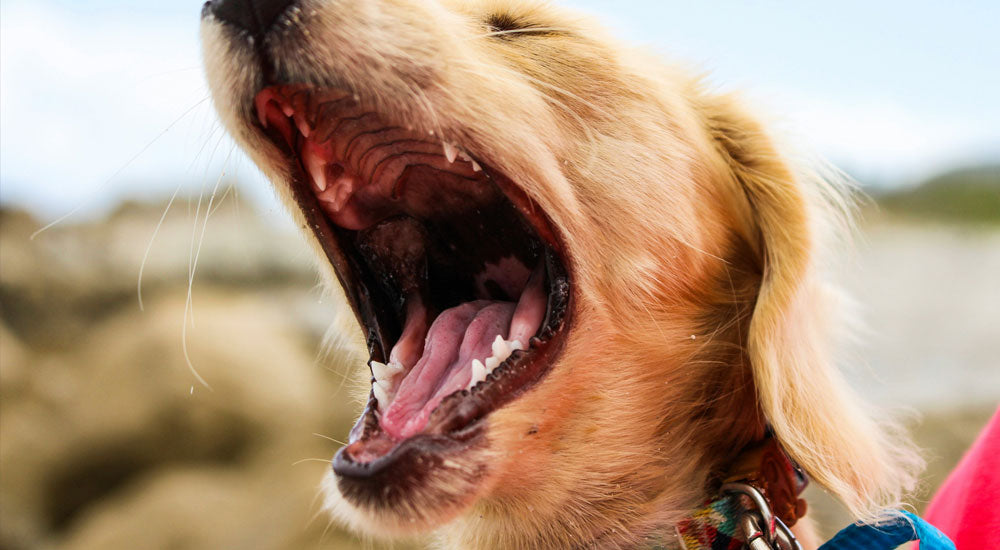How to Improve my Dog’s Dental Health
