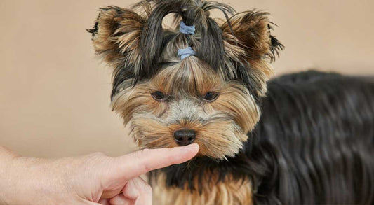 Dog Toothbrush vs Finger Brush: What’s the Difference?