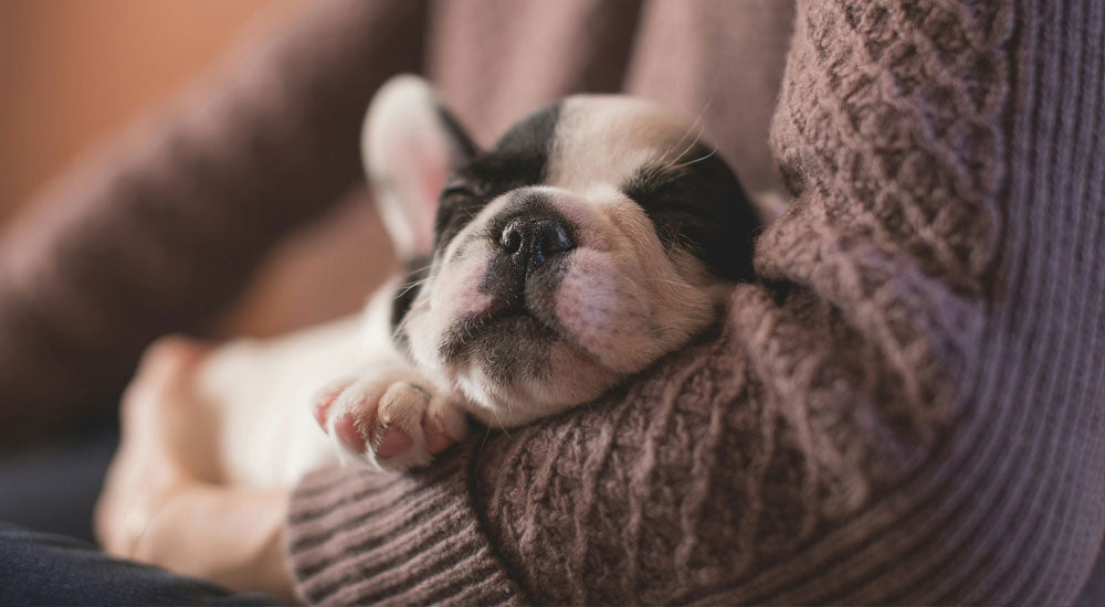 Preparing for Puppy’s Arrival