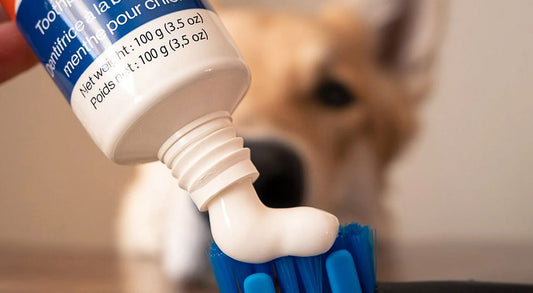 More Paste, More Pawsibilities! 🐾 Our New 100g Toothpaste Is Here!