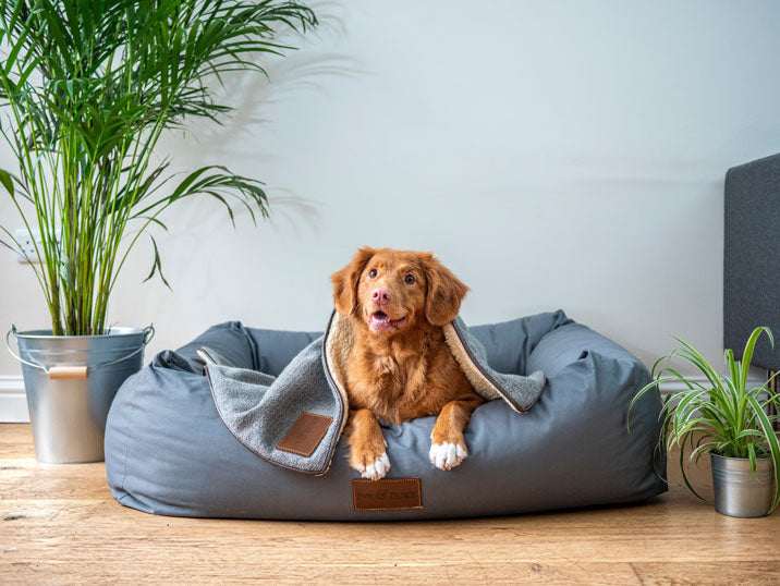 How To Prep Your In-Home Pet Sitter