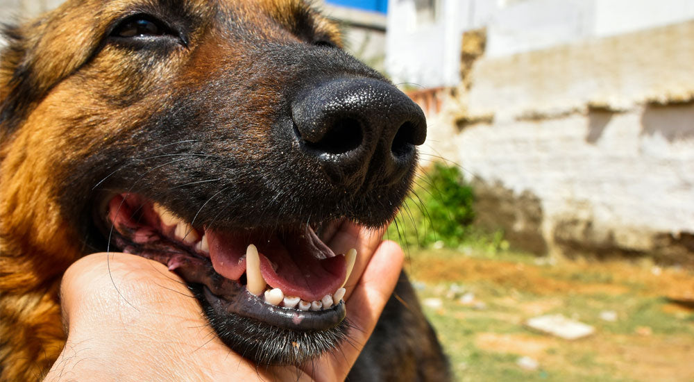 Top 5 Reasons Why We Don’t Brush Our Dog's Teeth