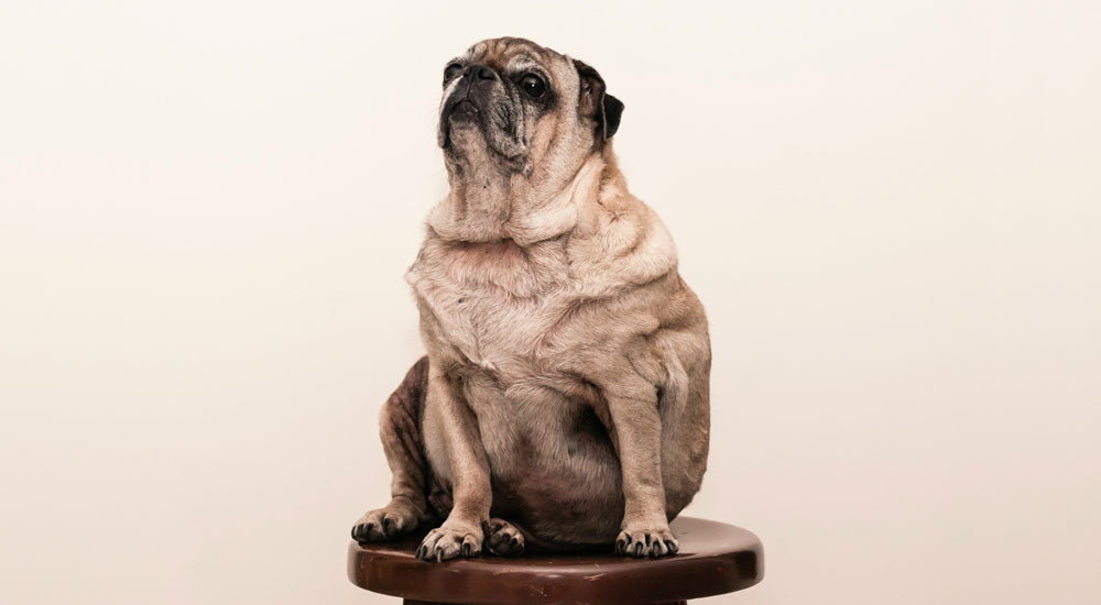 How Common is Obesity in Dogs?