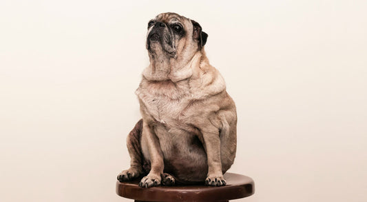 How Common is Obesity in Dogs?