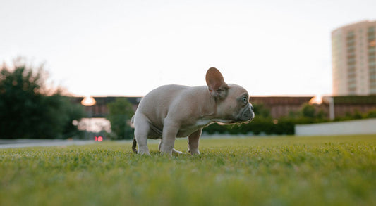 Why Is My Dog Eating His Own Poop?