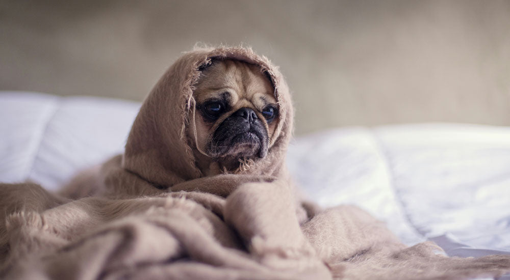 I Found a Tick on My Dog: Should I Be Worried?