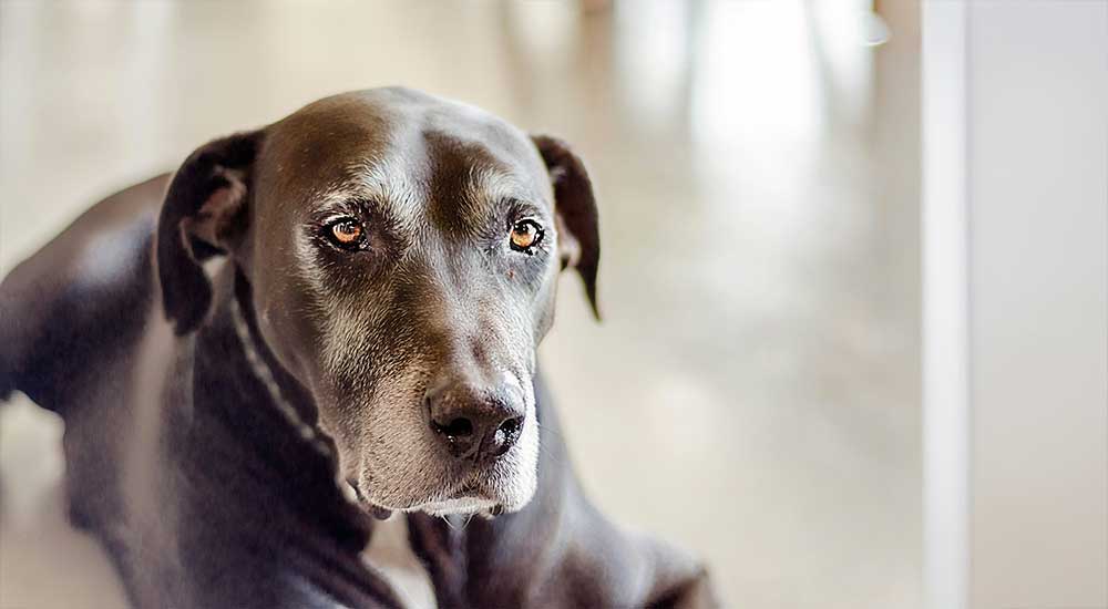 Senior Dogs and Dental Care: Keeping Older Pets Comfortable