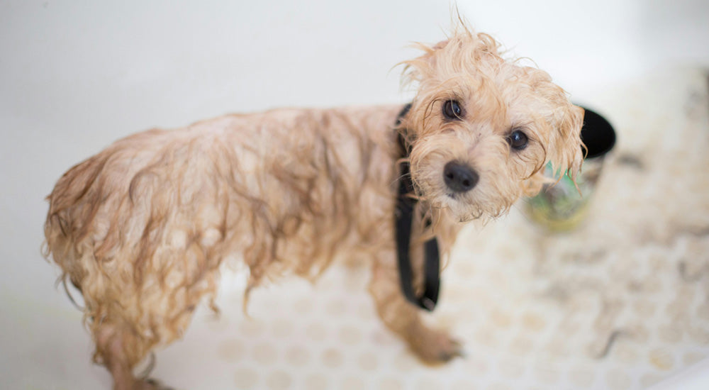 How Often Should I Bathe My Dog?