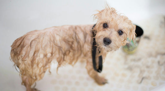 How Often Should I Bathe My Dog?