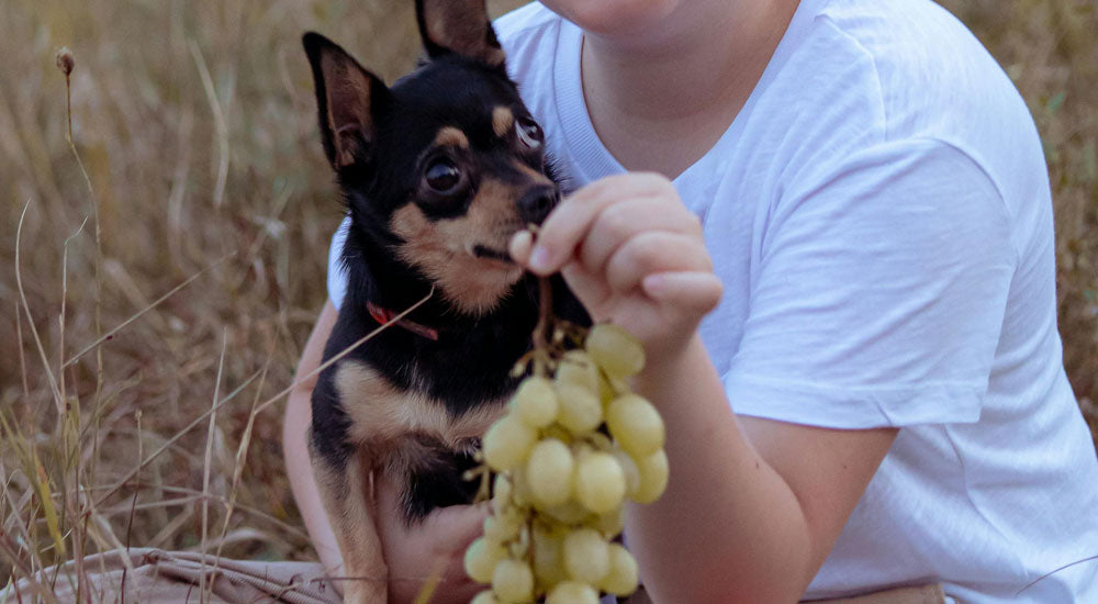 Can a Dog Eat Grapes? The Shocking Truth Behind This Tiny Fruit