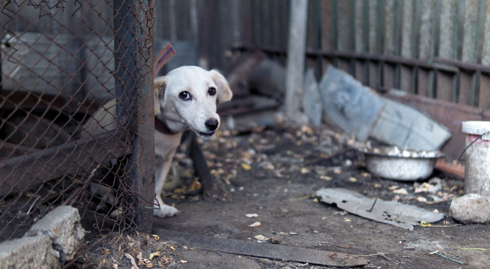 Why Do Pets Get Neglected?