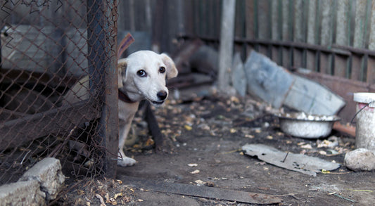 Why Do Pets Get Neglected?