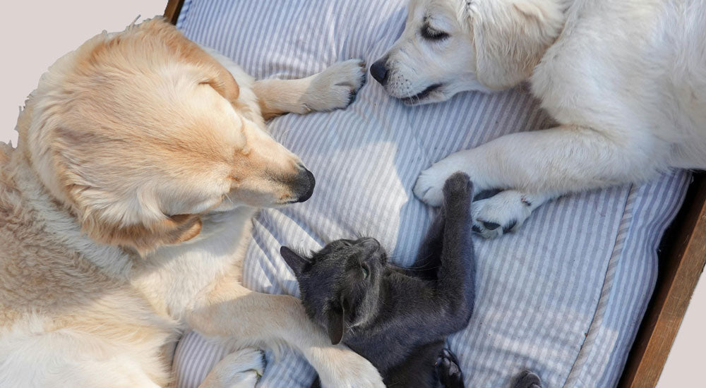 How Do I Socialize My Puppy with People and Other Animals?