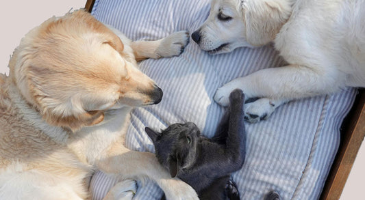 How Do I Socialize My Puppy with People and Other Animals?
