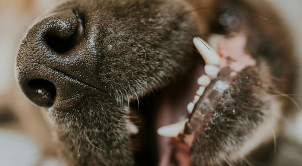 How Often Should I Brush My Dog’s Teeth? A Guide to Canine Dental Care
