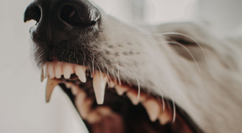 How to Brush Your Dog’s Teeth When They Refuse