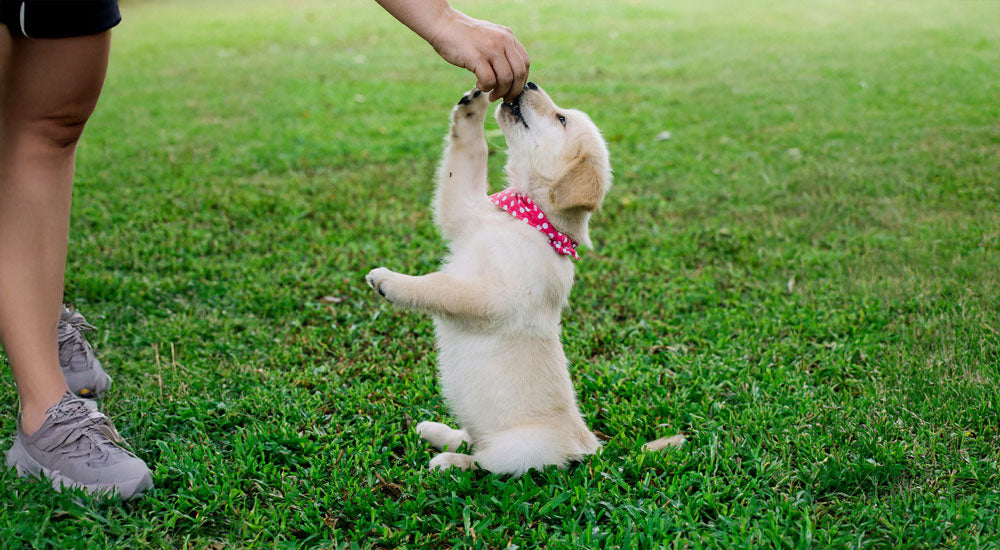 When Should I Start Training My Puppy?