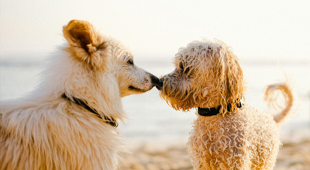 Is This Breed Good with Kids or Other Pets?