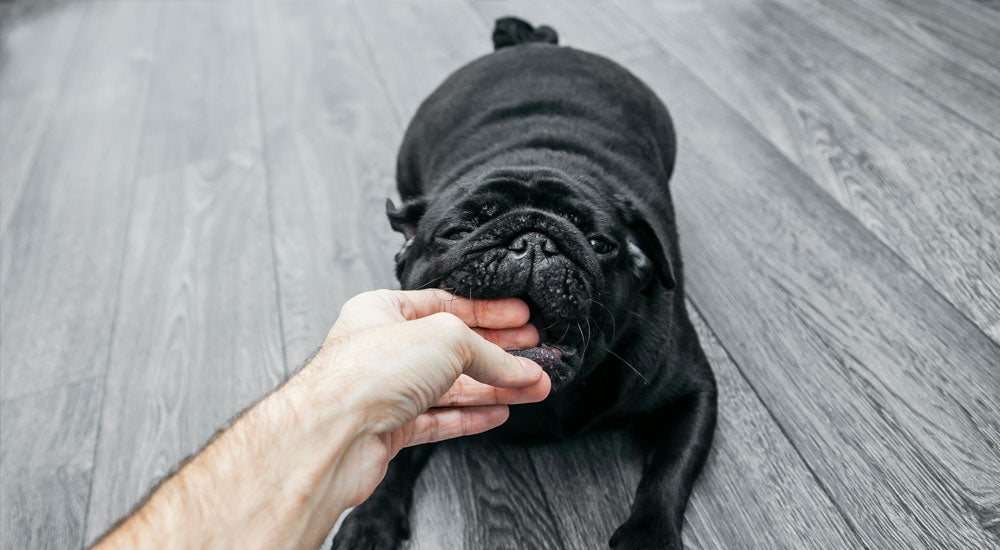 What’s the Best Way to Stop Biting or Chewing for a Puppy?