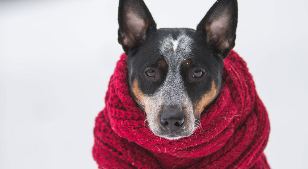 Winter Safety Tips for Pets: Ensuring a Cozy and Healthy Season