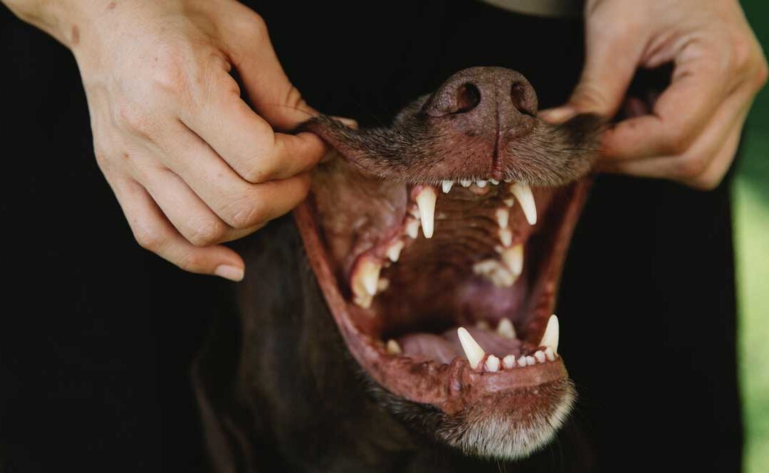 Great Dog Teeth Cleaning Tips Blog