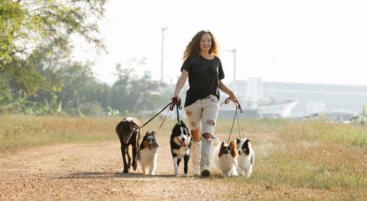 Pros and Cons of Being a Pet Sitter