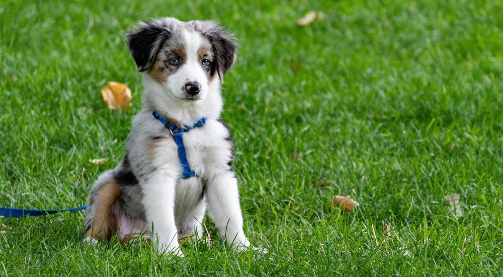 How Do I Potty Train a Puppy? A Complete Guide for New Pet Parents