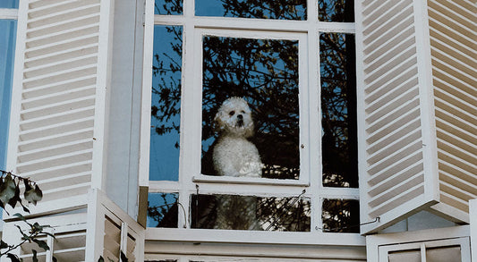 Can I Leave My Dog Alone in the House for a Day?