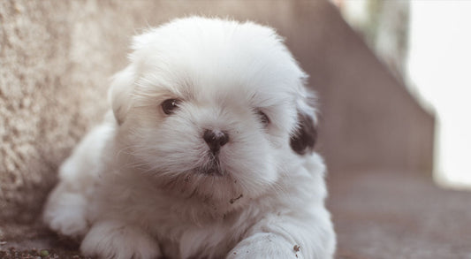 Top Reasons to Get a Puppy