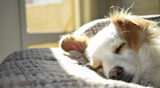 How Do I Know If My Puppy is Sick?