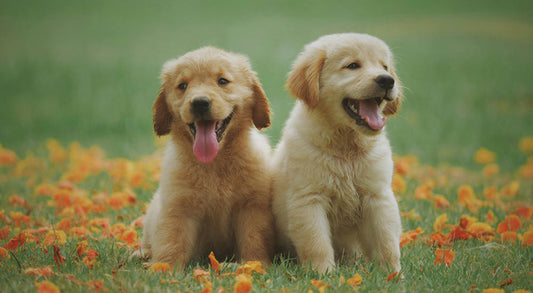 How Much Does it Cost to Care For a Puppy?