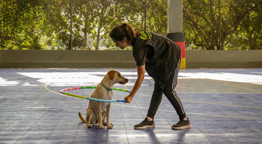 Should I Enroll My Puppy in Obedience Classes?