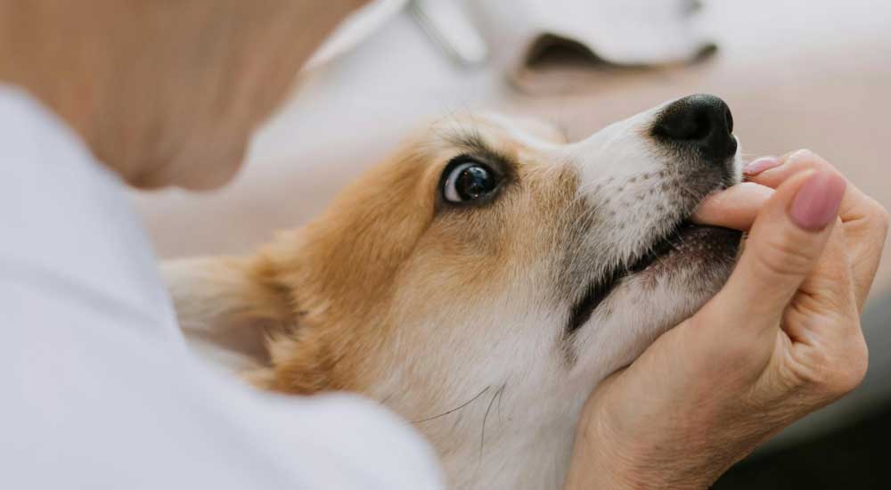 Why Does My Dog Bite?
