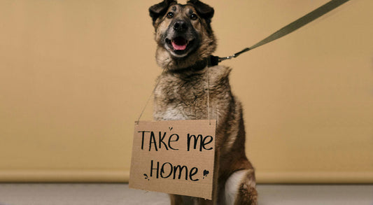 Where to Adopt a Rescue Dog: A Comprehensive Guide to Finding Your New Best Friend