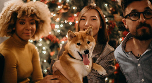 Safe Holiday Season for Your Furry Friends